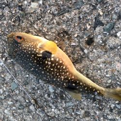 アナゴ釣りと夜光虫