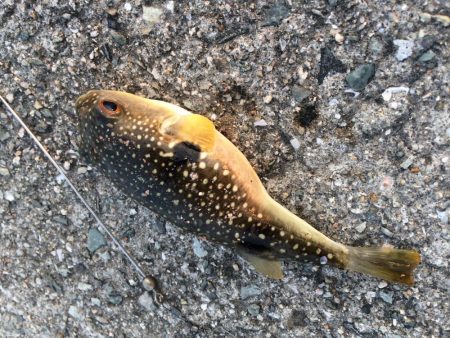 アナゴ釣りと夜光虫