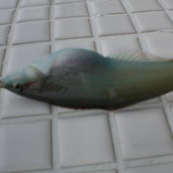 台風前チョイ投げ