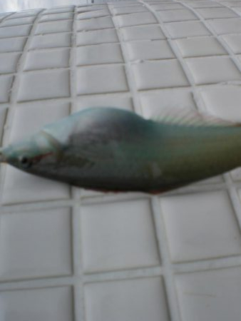 台風前チョイ投げ