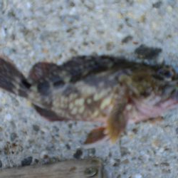 今日もいた！！