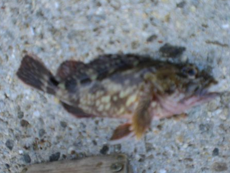 今日もいた！！