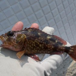 アイナメ・ガシラ祭り