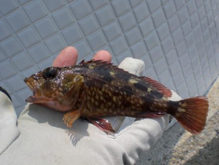 アイナメ・ガシラ祭り