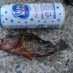 タコ釣れず・ガシラ