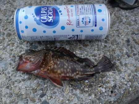 タコ釣れず・ガシラ