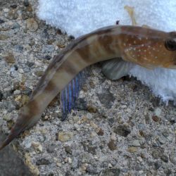 アイナメ・ガシラ