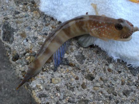 アイナメ・ガシラ