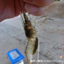テナガエビはシーズン終わり?