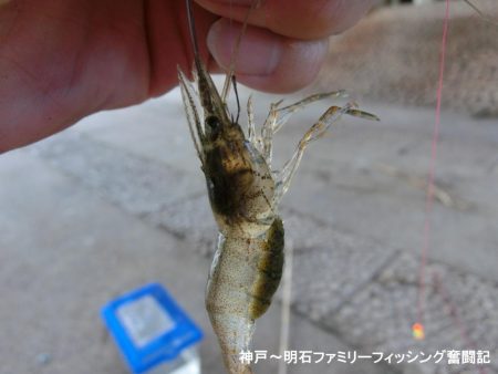 テナガエビはシーズン終わり?