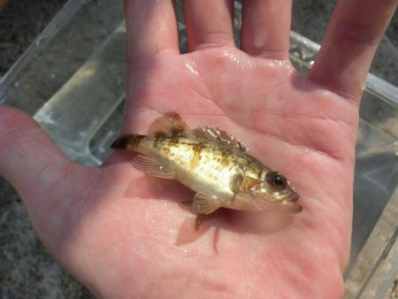 海水浴ついでにちょい投げ