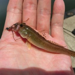 猛暑短時間キス狙い