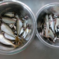 小浜港でサビキ＆キス釣り