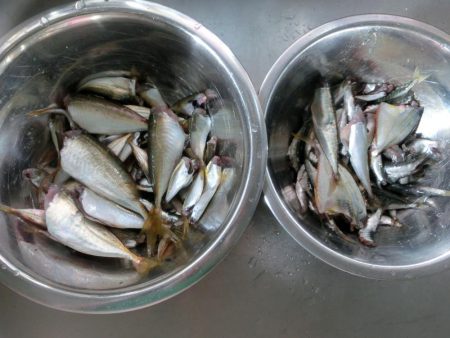 小浜港でサビキ＆キス釣り