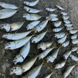 初アナゴとサビキ