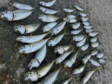 初アナゴとサビキ