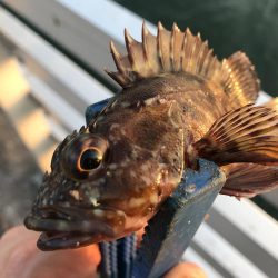 タシッペおすすめの。