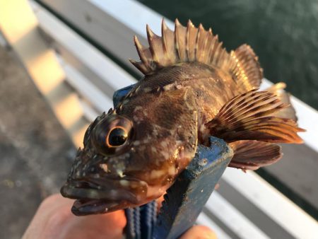 タシッペおすすめの。