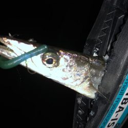 ちょこっとフィッシング！