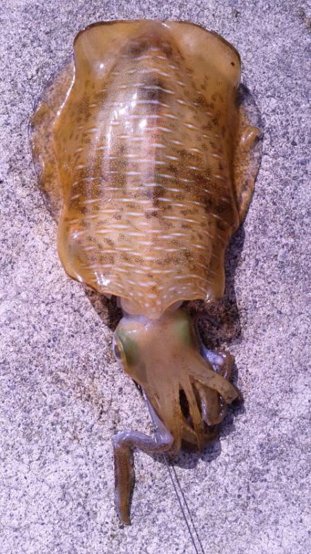 ヤエンリベンジ