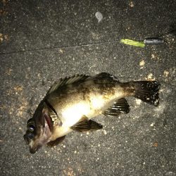 今夜はどうした？