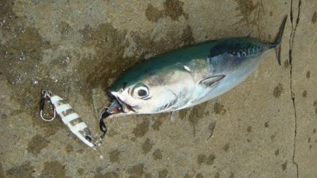 ぺんぺんのはずが...