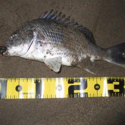 ２０１８ キビレ調査NO、１７