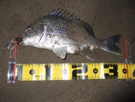 ２０１８ キビレ調査NO、１７