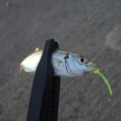 今年初アジング