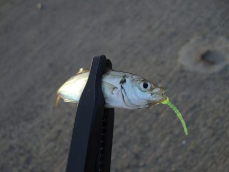 今年初アジング