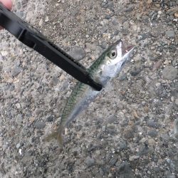 アジング好調、ついでにサバゲーも?