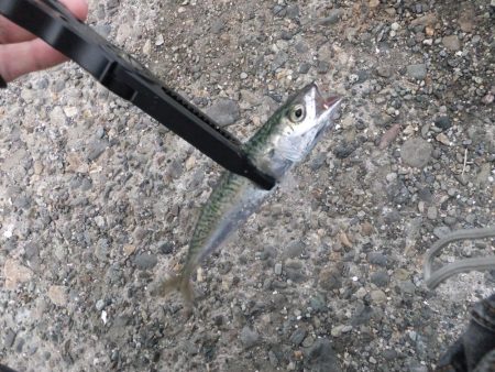 アジング好調、ついでにサバゲーも?