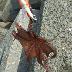 遅くて少ない、外れ年じゃなければいいけど