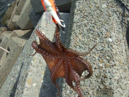 遅くて少ない、外れ年じゃなければいいけど