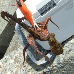 さすがに暑すぎる