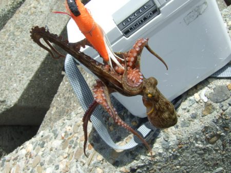 さすがに暑すぎる