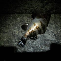 夜になると・・・