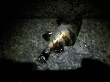 夜になると・・・