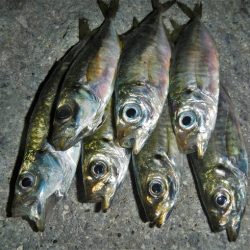 アジング、メバリング