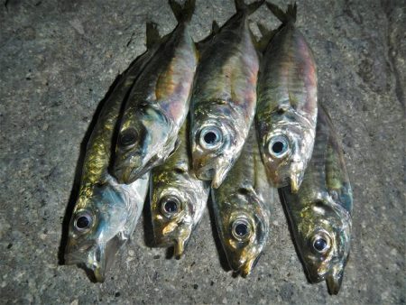 アジング、メバリング