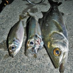 本日も暑くて渋い