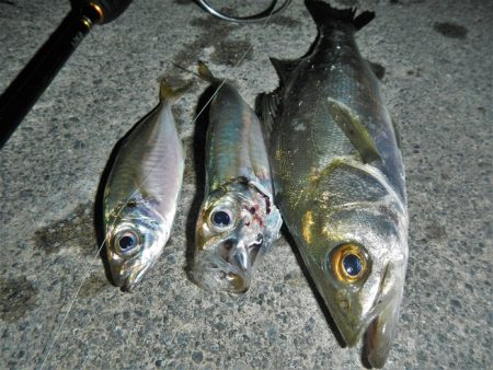 本日も暑くて渋い