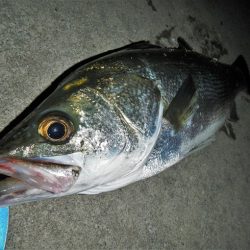 5度目のリベンジで