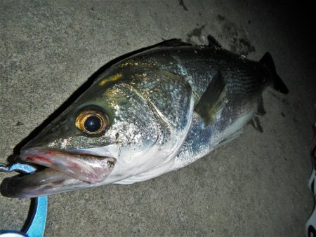 5度目のリベンジで