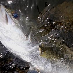 甲子園浜　トビエイ＆シーバス