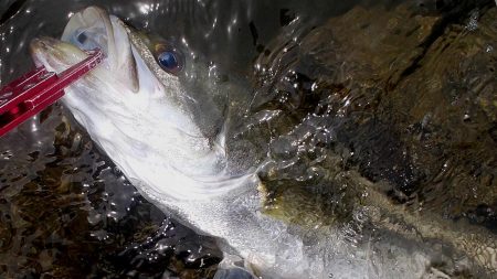 甲子園浜　トビエイ＆シーバス