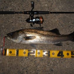 シーバスも夏バテ気味？。