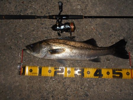 シーバスも夏バテ気味？。