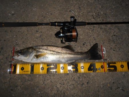 バチパターン？。