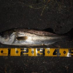 スーパーボイルは継続中。